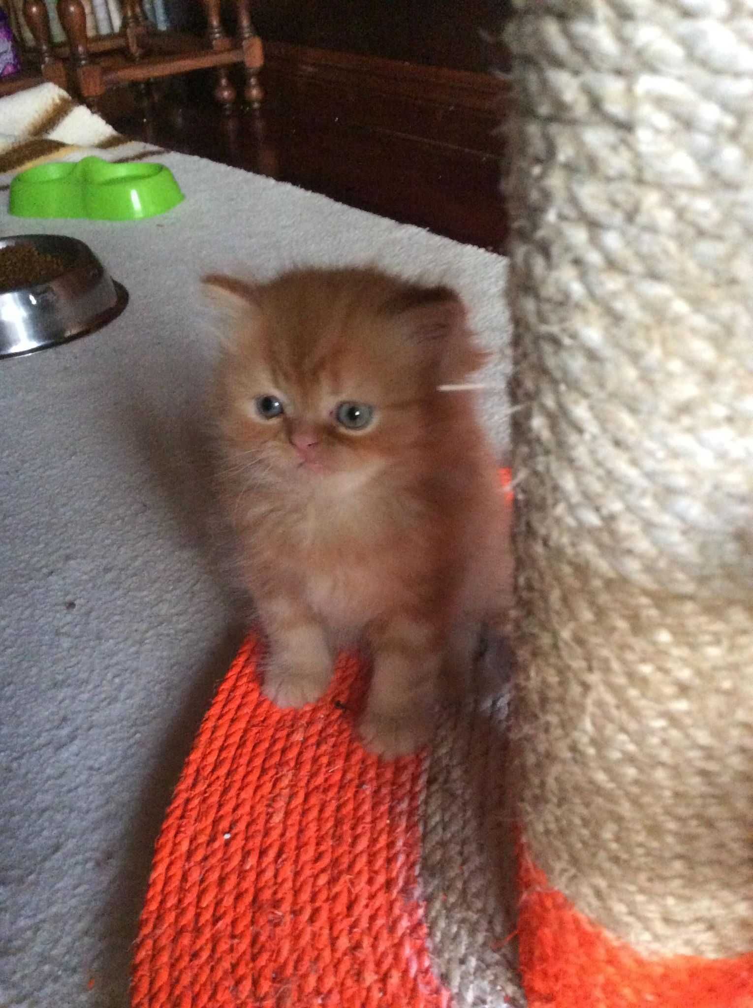 Gatinho bebé red persa
