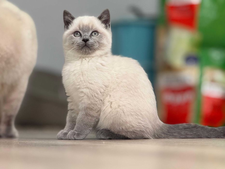 kotka brytyjska kot brytyjski krótkowłosy