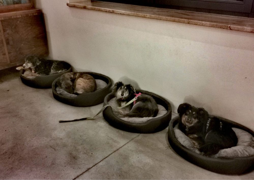 Shiva - grozi jej powrót do schroniska, szukamy domu, do adopcji sunia
