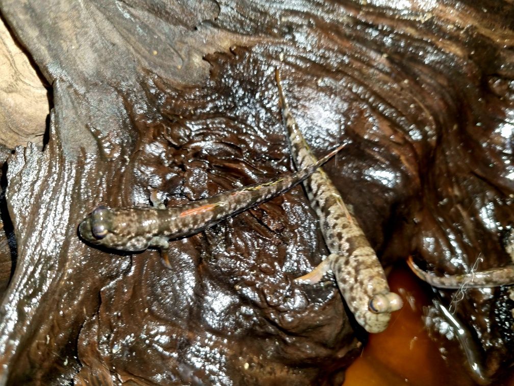 Poskoczek mułowy/ mułoskoczki (ryby) Periophthalmus chrysospilos