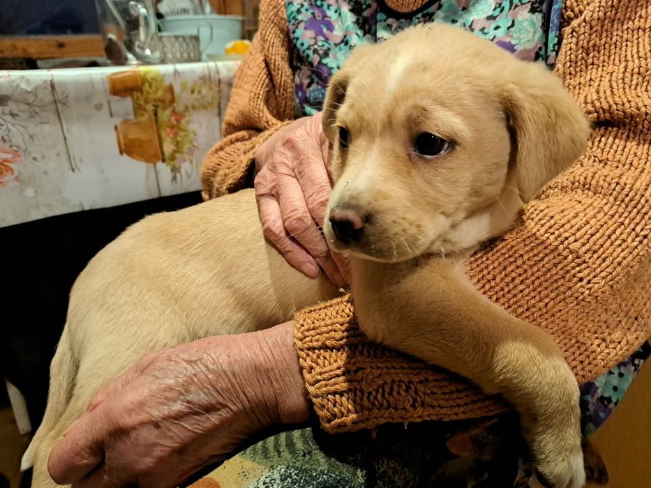 Oddam pieska w dobre ręce