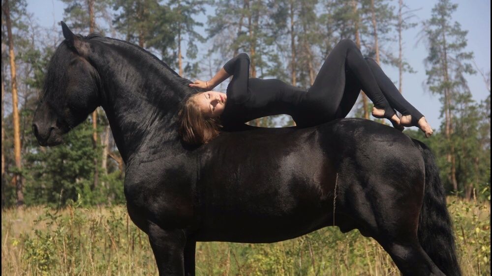 Продажа Фризский жеребец