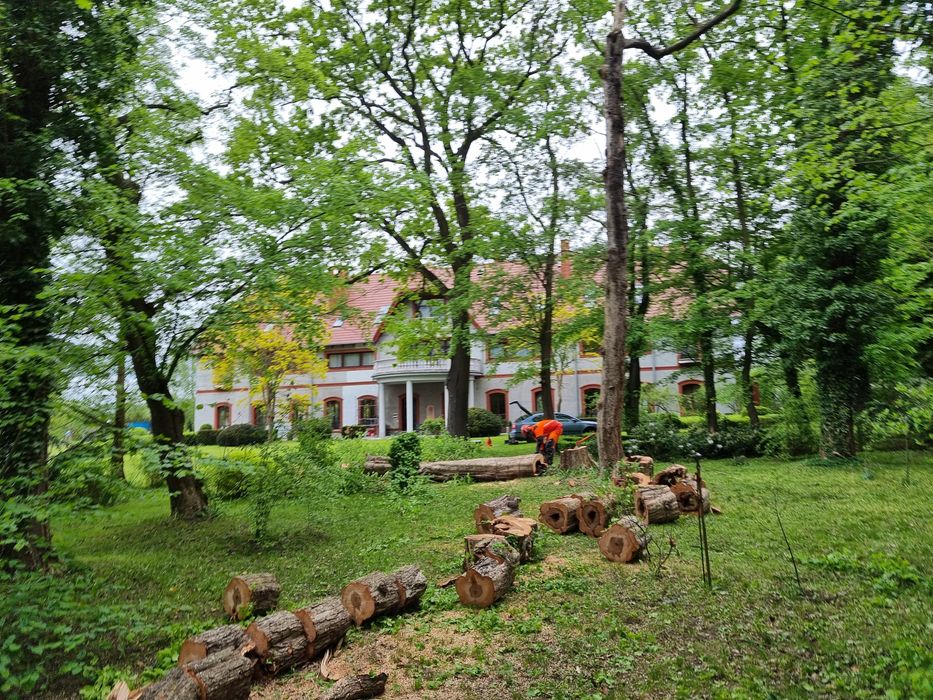 Alpinistyczna wycinka drzew, usługi rębakiem Drewex s.c.