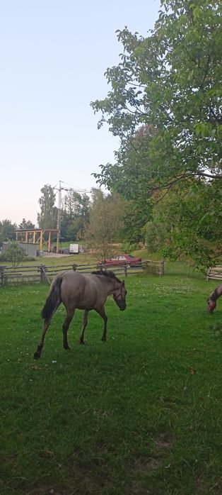 Sprzedam klacz konik polski