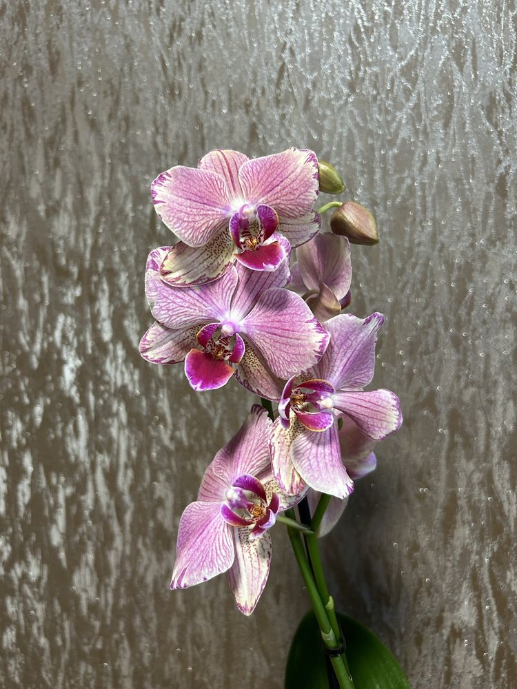 Орхидеи цветущие свежий завоз
