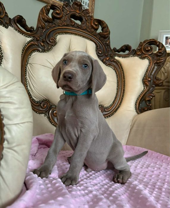 Wyżeł weimarski szczenie