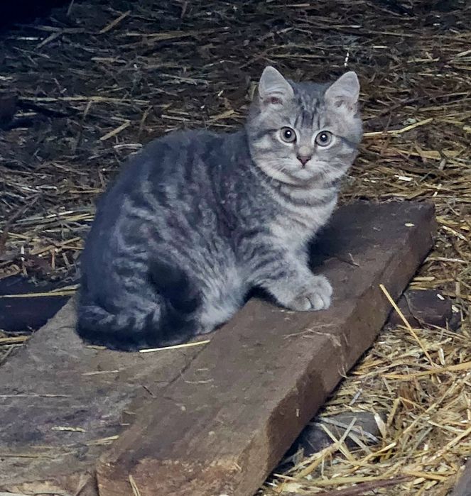 Кошенята 3 місяці