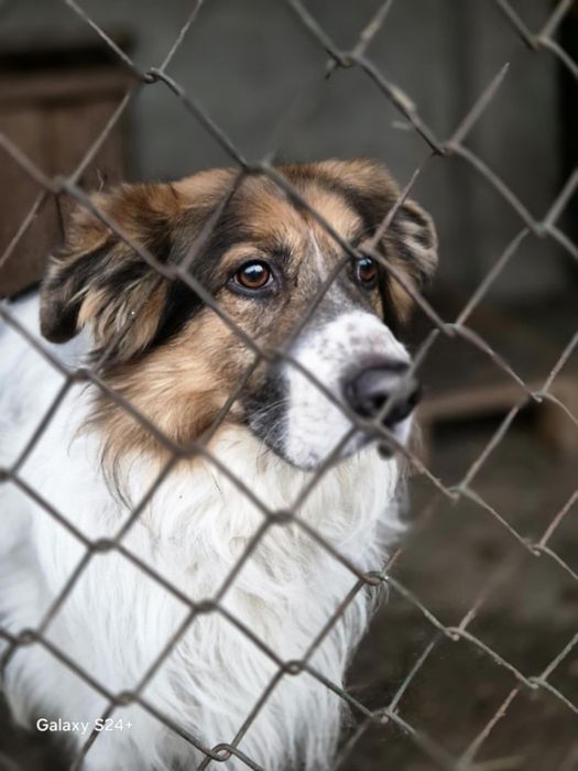 Zwrot po 6 latach od adopcji, szukamy domu!!