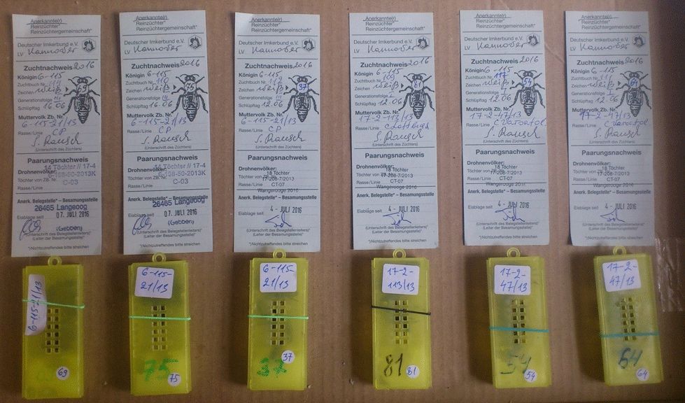 Бджоломатки карніка Troisek 1075, матки купити Ф-1 бджоли