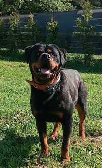 Rottweiler ZkwP FCI piękna suczka