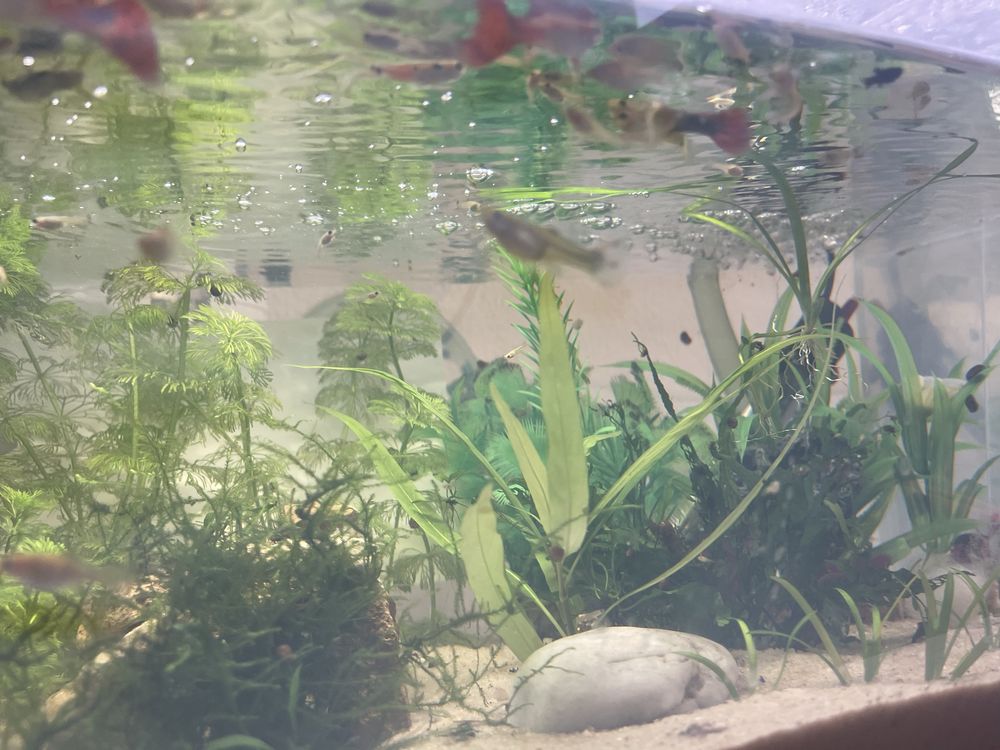 guppys com 1/2/3 mês para venda guppys de linhagem