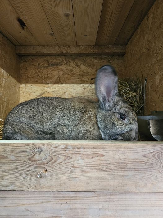 Króliki Srokacze niemieckie