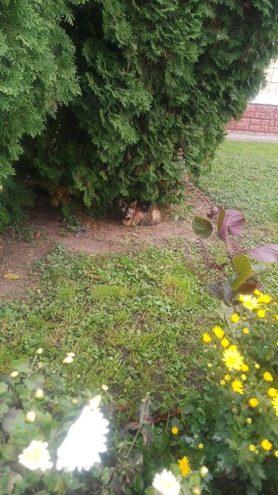Віддам кошенят в хороші руки