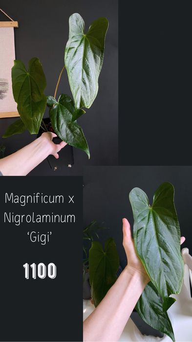 Антуріум Anthurium Magnificum x Nigrolaminum ‘Gigi’