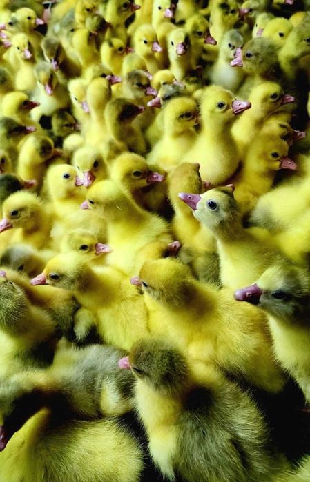 Kаченят та Муларді