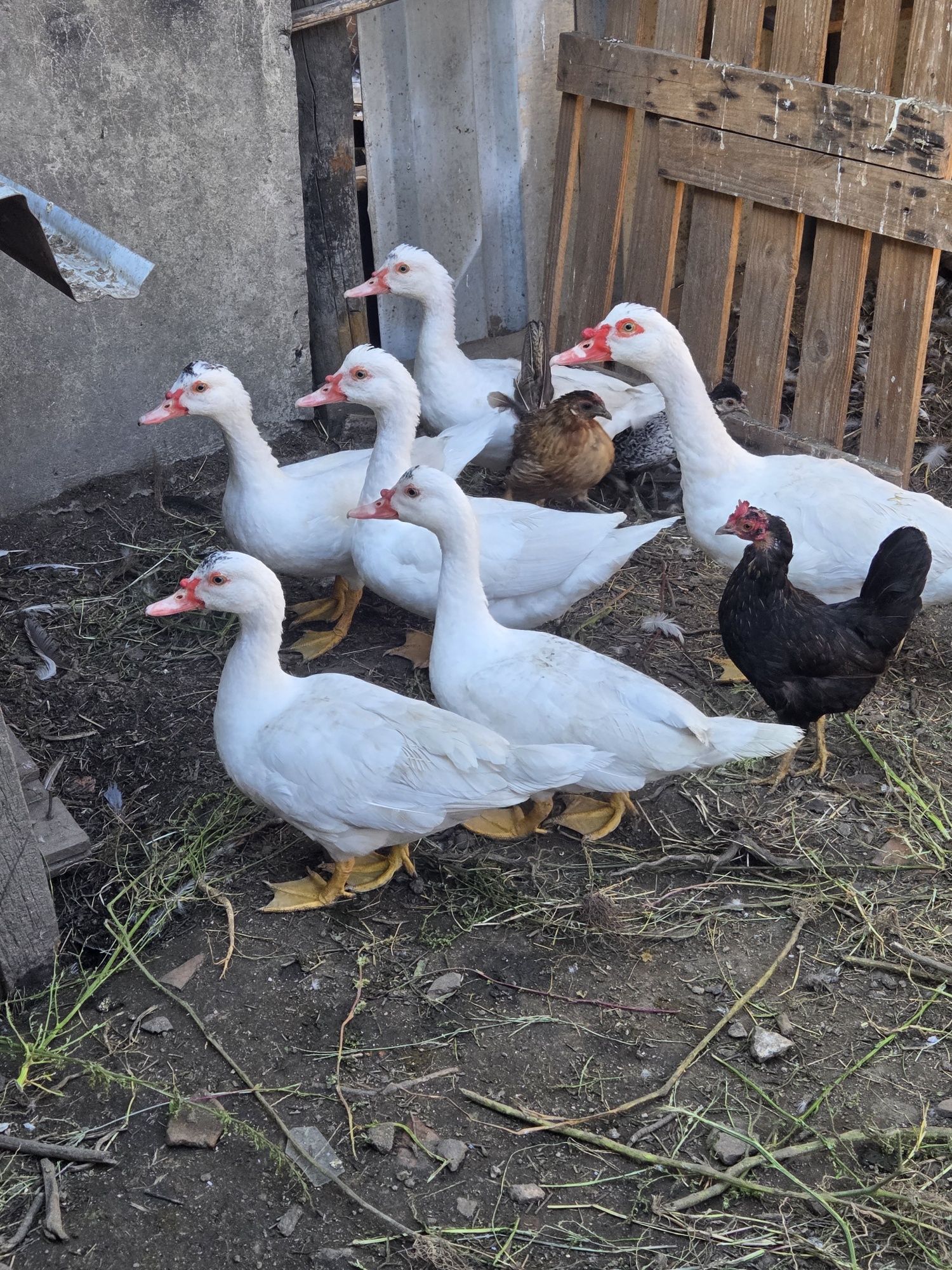 Patos Mudos Brancos – Boa Genética, Criados ao Ar Livre
