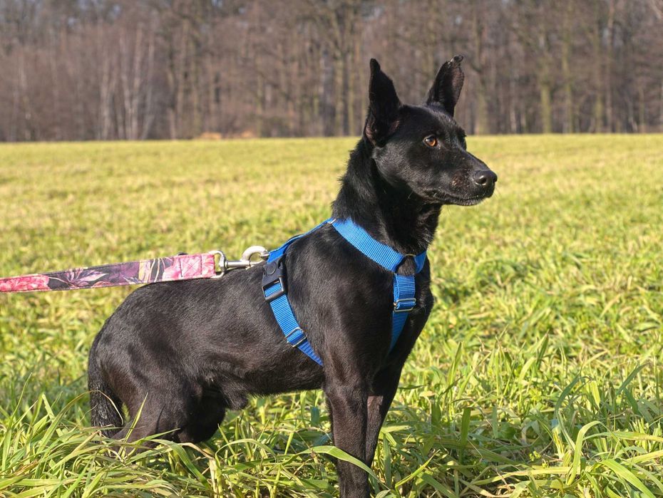 Koko – mały wielki bohater, który szuka swojego człowieka!