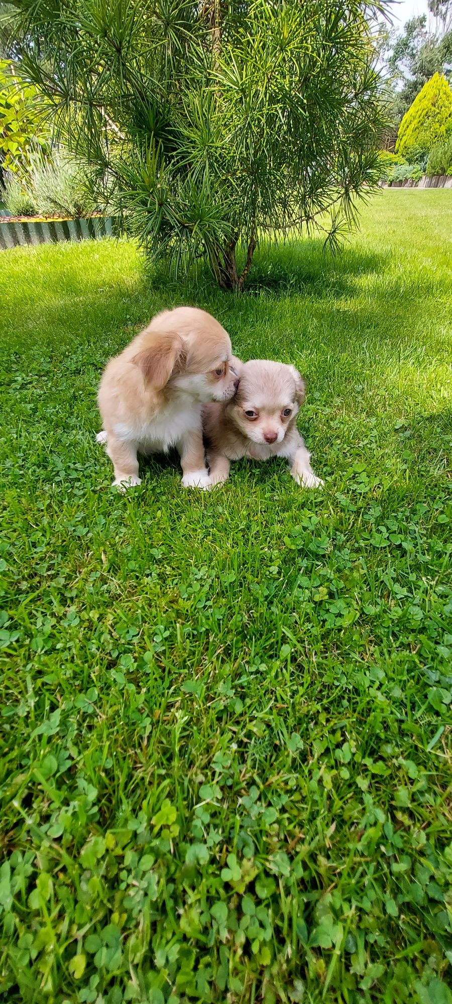 Chihuahua długowłosa warto zobaczyć!