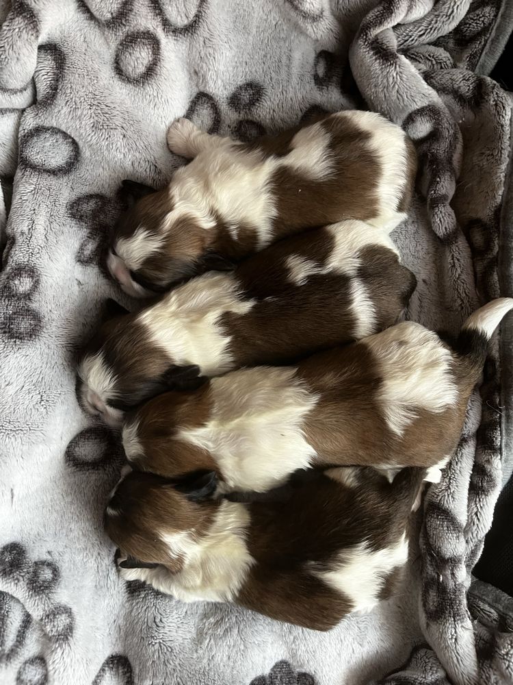 Shihtzu shih tzu niniaturowy szczeniak do rezerwacji