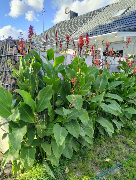 CANNA Ambassador - kłącza