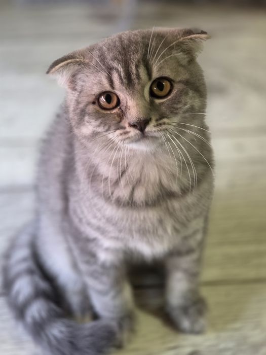 Kotka szkocka scottish fold zwisłoucha do odbioru kocięta