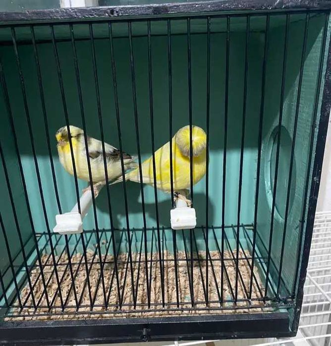 Ultimo casal de Gloster