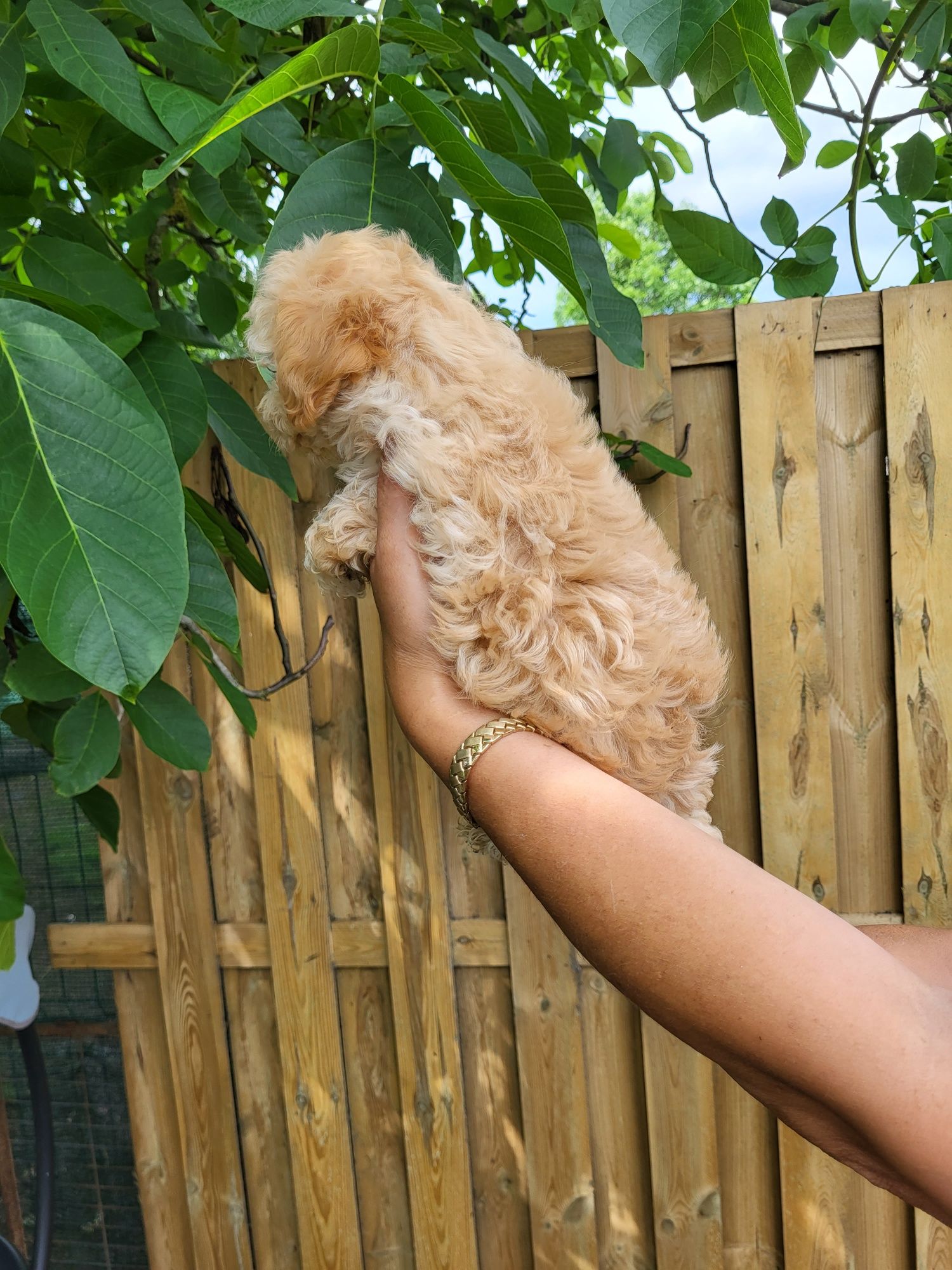 Maltipoo F1 piesek
