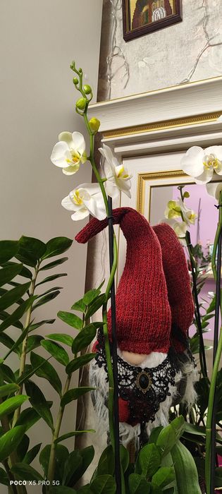 Продам орхідею!!!