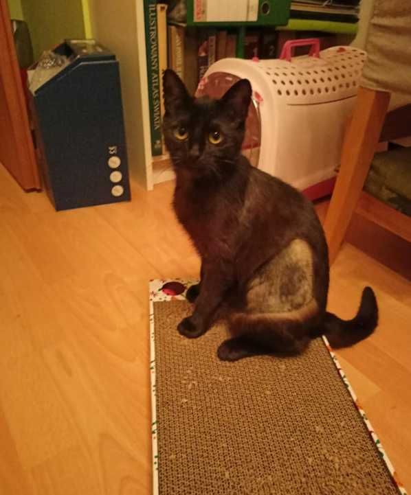 Kotka o czarnym umaszczeniu poleca się do adopcji!
