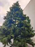 Arvore natal 2.30