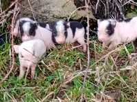 Porcos vietnamitas / mini pigs