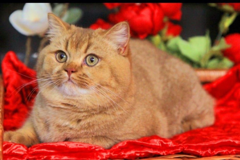 Oferujemy brytyjskiego kociaka o bardzo rzadkim kolorze