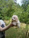 Maltipoo - piesek kremowy