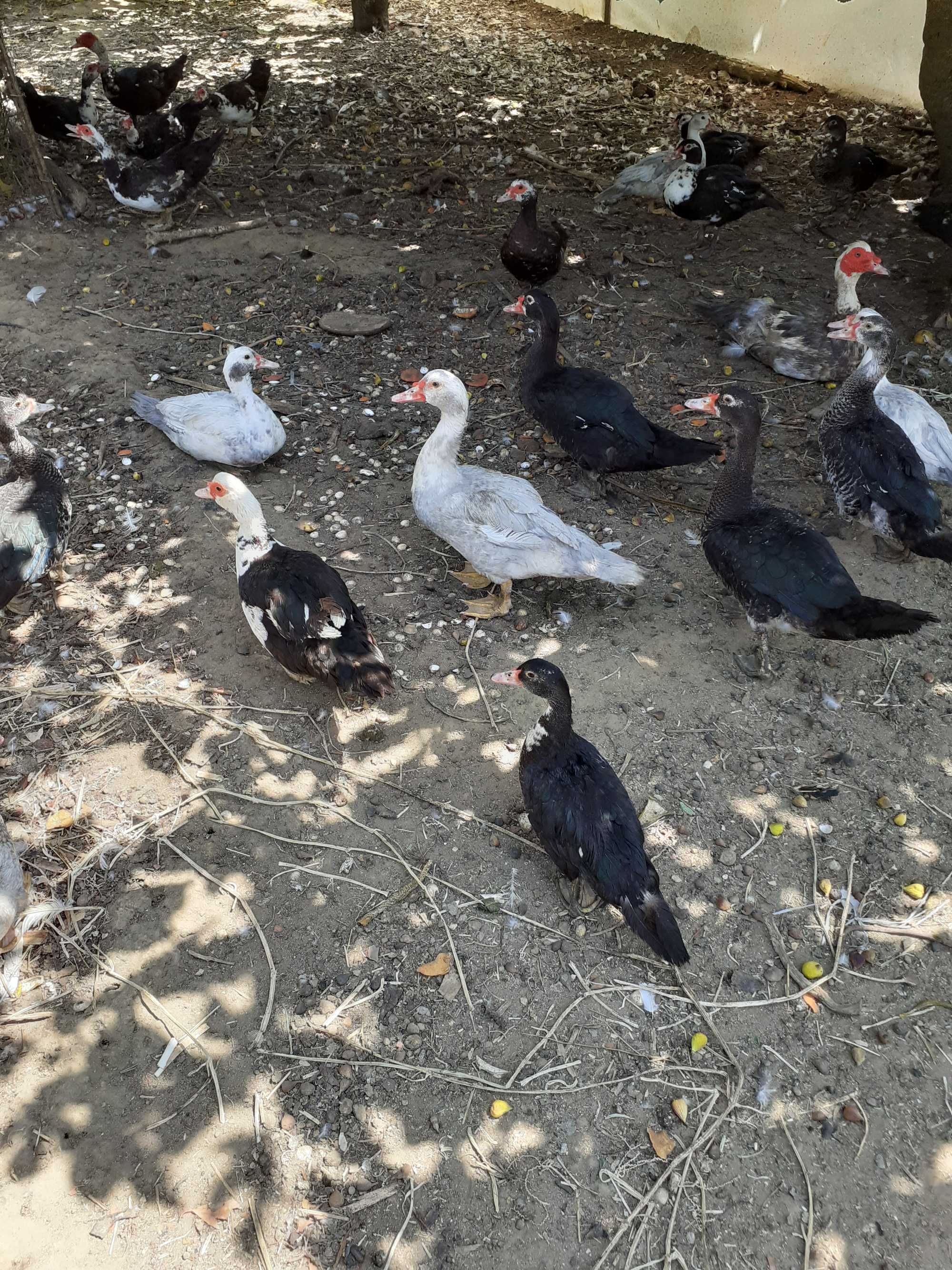 Patos Mudos de vários tamanhos criados em Quinta