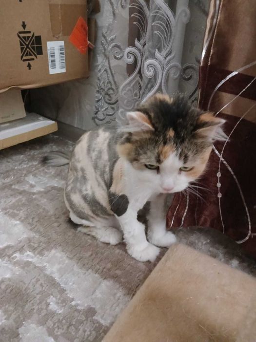 Стрижка кошек , собак, кроликов