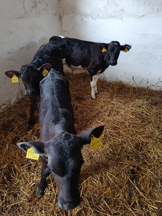 Sprzedam Polskie cielęta