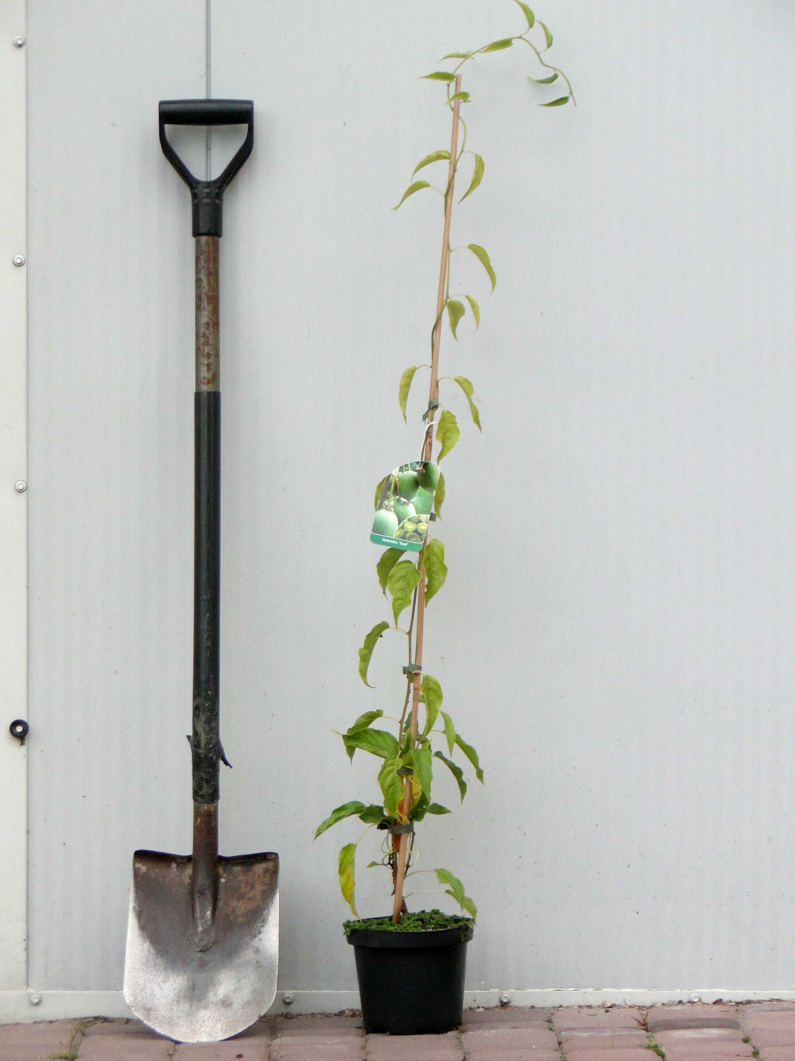Actinidia arguta (mini kiwi) sadzonki C2 + bamb. 105 cm