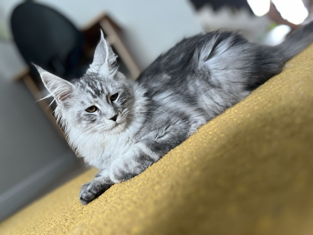 Piękna koteczka Maine Coon, rodowód FPL