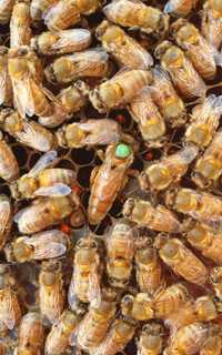Matki pszczele Ligustica CORDOWAN