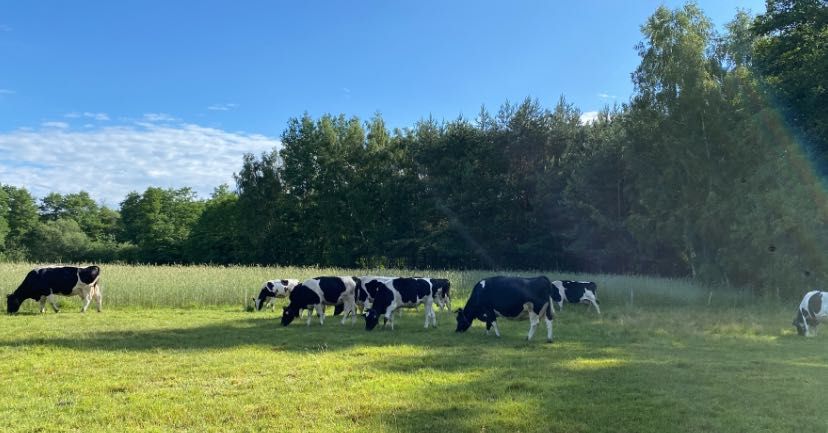 Mleko od rodzimych krów -GrassFeedowe