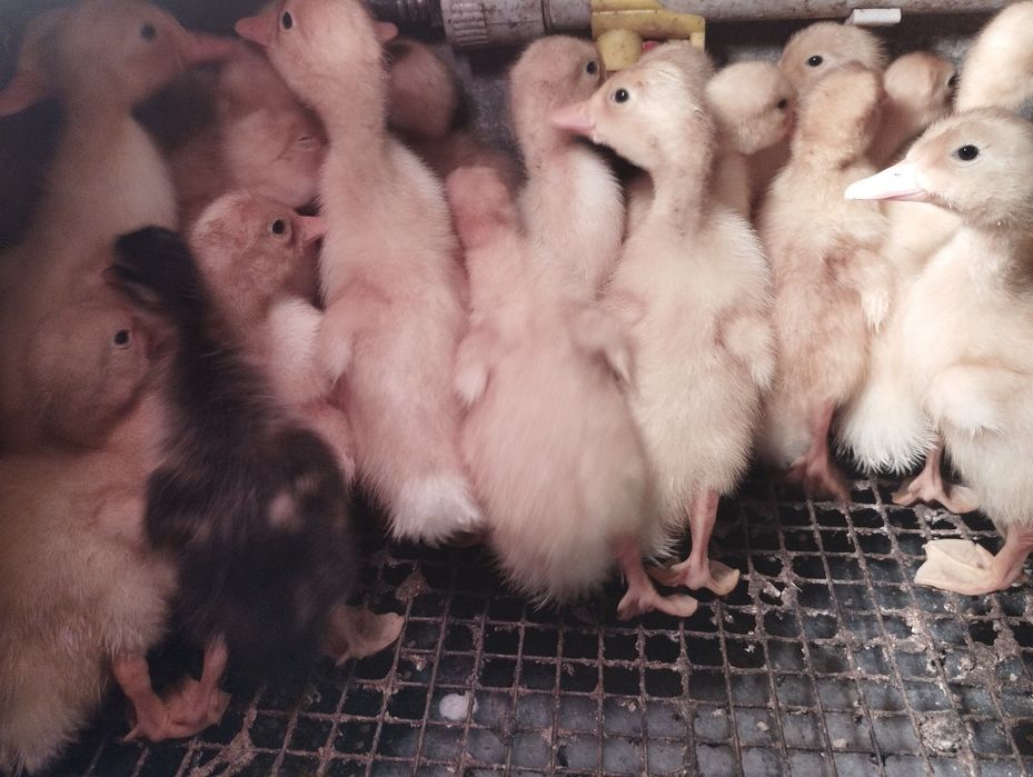 Каченята 10 днів 70 грн.