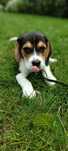 Mam do sprzedania szczeniaka rasy Beagle
