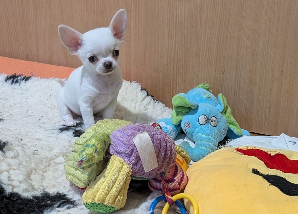 Chihuahua krótkowłosy FCI