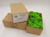 Mech chrobotek reniferowy 100g Grass Green light
