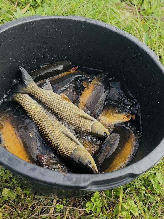 Karp ,Tołpyga ,Amur