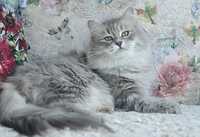 Чистокровная сибирская кошка в дар