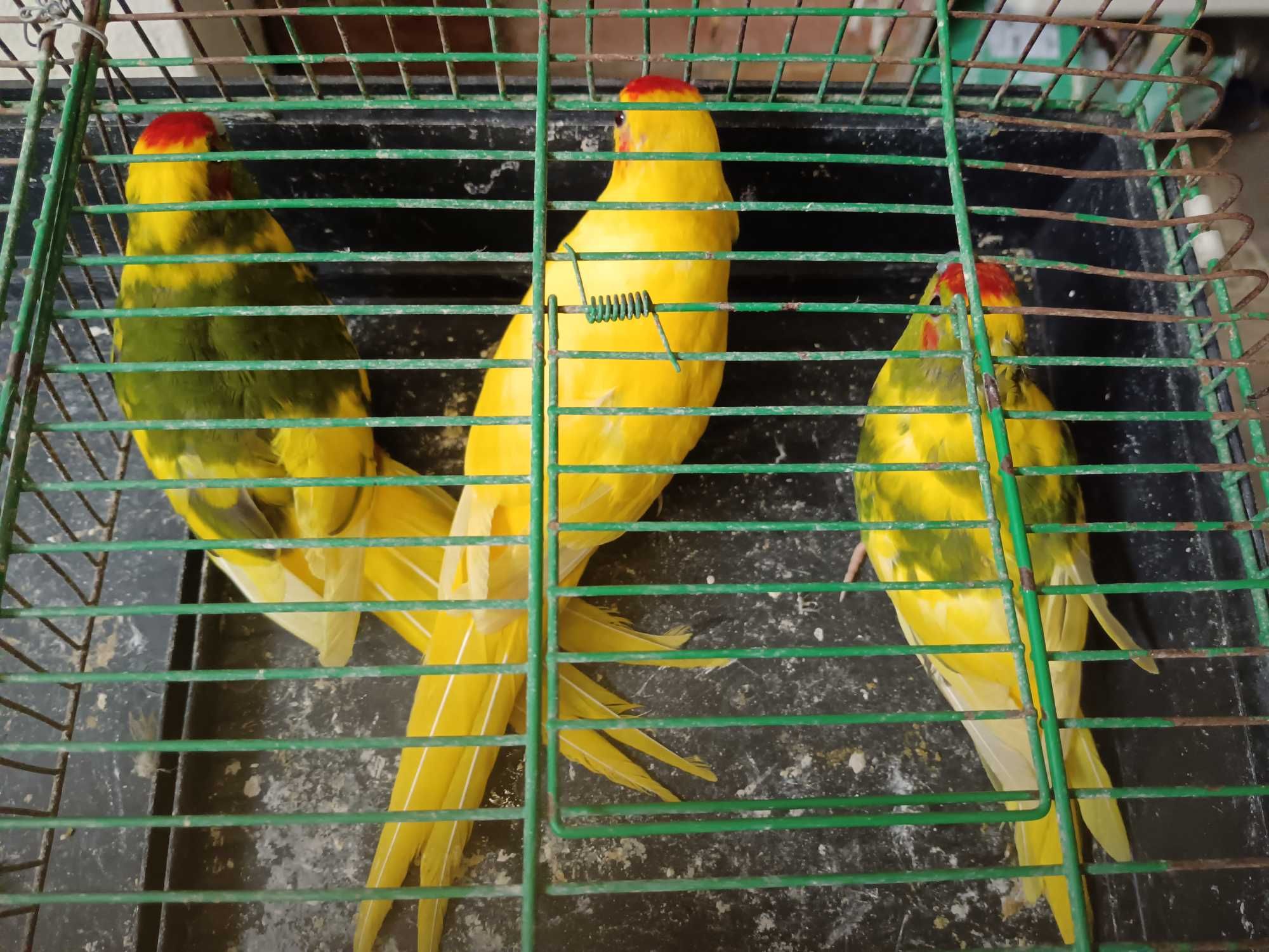 Ring neck bebés caturras agapórnis piriquitos