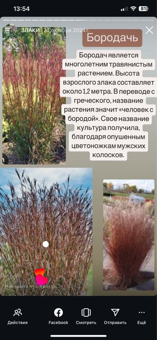 Сокуленты Злаки мискантус пенисентум бородачь  рэдбарон райграс