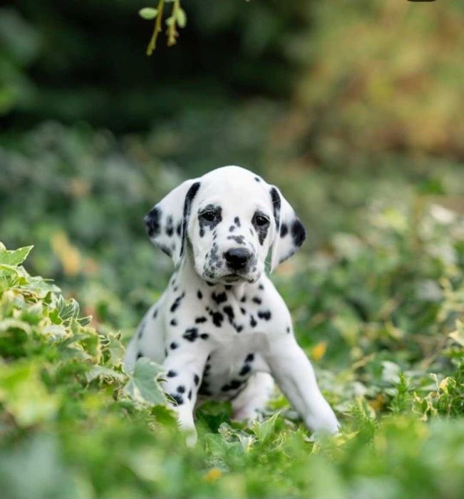 DALMATA « As pintas mais belas de sempre »