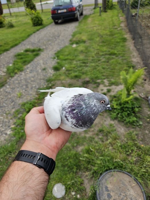 Sprzedam samca budapeszta